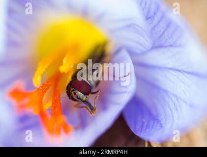 Una mosca, che impollina il fiore di croco, da cui viene prodotto lo zafferano Foto Stock