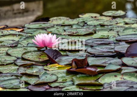 Seerosen in einem Teich vom Schlosspark Schönbrunn a Vienna Foto Stock