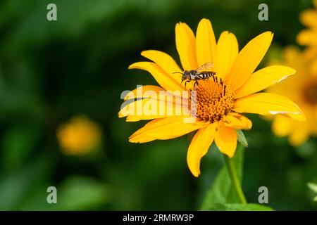 Un'ape sul fiore giallo brillante Foto Stock