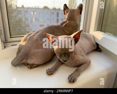 Two cats lie on the window cuddled up to each other. Sphinx cats on the window. Stock Photo