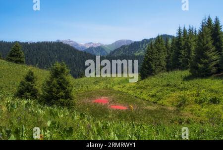 Piccoli laghi rosa in montagna in estate. Lago di cinghiale nelle montagne Zailiyskiye Alatau in Kazakistan Almaty. Foto Stock