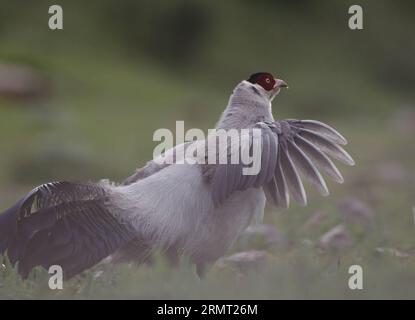 (140810) -- PECHINO, 10 agosto 2014 -- Un fagiano dalle orecchie bianche (Crossoptilon crossoptilon) è osservato nella regione di drenaggio delle sorgenti del fiume Lancang a Yushu, nella provincia del Qinghai della Cina nordoccidentale, 1° luglio 2014. Una recente ricerca sulla biodiversità a cui hanno partecipato numerosi scienziati e fotografi della fauna selvatica ha registrato 370 specie nella regione di drenaggio delle sorgenti del fiume Lancang, o Mekong. IBE/) (lmm) CHINA-LANCANG RIVER-HEADWATERS-BIODIVERSITY-RESEARCH (CN) DongxLei PUBLICATIONxNOTxINxCHN Beijing Aug 10 2014 in T SI osserva un FAGIANO dalle orecchie bianche Crossoptilon Crossoptilon Foto Stock