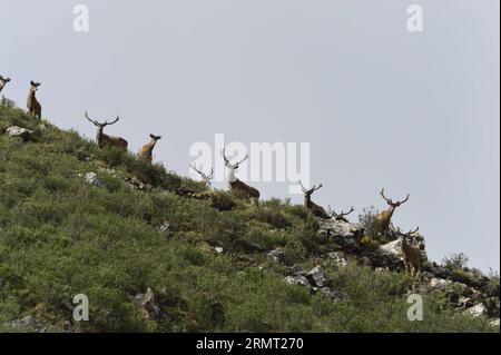 (140810) -- PECHINO, 10 agosto 2014 -- Un gregge di cervi di Thorold (Cervus albirostris) è osservato nella regione di drenaggio delle sorgenti del fiume Lancang a Yushu, nella provincia del Qinghai della Cina nordoccidentale, 7 luglio 2014. Una recente ricerca sulla biodiversità a cui hanno partecipato numerosi scienziati e fotografi della fauna selvatica ha registrato 370 specie nella regione di drenaggio delle sorgenti del fiume Lancang, o Mekong. IBE/) (lmm) CHINA-LANCANG RIVER-HEADWATERS-BIODIVERSITY-RESEARCH (CN) GuoxLiang PUBLICATIONxNOTxINxCHN Beijing Aug 10 2014 nel Dr. Si osserva un gregge di Thorold'S Deer Cervus albirostris Foto Stock