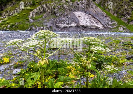 L'alga gigante (Heracleum mantegazzianum o Heracleum giganteum), chiamato anche artiglio dell'orso, erbaccia perenne di Ercole o erbaccia di Ercole, proviene dal Caucaso. Sentiero escursionistico attraverso Tusheti, Georgia Foto Stock