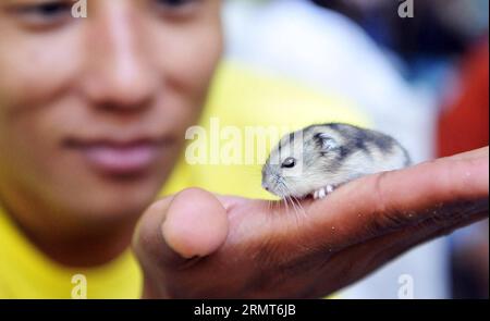 Un espositore espone un criceto domestico sul palmo della sua palma alla tredicesima China Changchun Agricultural Expo a Changchun, capitale della provincia di Jilin della Cina nord-orientale, 19 agosto 2014. ) (Hpj) CHINA-JILIN-CHANGCHUN-AGRICULTURAL EXPO(CN) WangxHaofei PUBLICATIONxNOTxINxCHN all'espositore espone un criceto SUL palmo ALLA tredicesima China Changchun Agricultural EXPO a Changchun capitale della provincia di Jilin della Cina nord-orientale 19 agosto 2014 China Jilin Changchun Agricultural EXPO CN PUBLICATIONXNOTxINXCHN Foto Stock