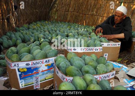 (140823) -- CAIRO, 23 agosto 2014 -- agricoltore di mango Abdel AAL, 65, lavora presso una fattoria biologica di mango nel Governatorato di al-Sharqiya, 80 km a nord-est del Cairo, Egitto, 19 agosto 2014. Il tempo di raccolta del mango in Egitto è luglio e agosto.) (Dzl) EGITTO-MANGO-HARVEST AhmedxGomaa PUBLICATIONxNOTxINxCHN Cairo 23 ago 2014 Mango Farmer Abdel Eel 65 lavora PRESSO la Organic Mango Farm nel Governatorato di al Sharqiya 80 km a nord-est del Cairo Egitto 19 ago 2014 Mango Harvest Time in Egypt IS July and August dzl Egypt Mango Harvest PUBLICATIONXNOTxINCHN Foto Stock