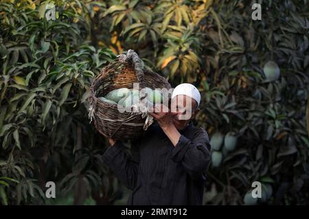 (140823) -- CAIRO, 23 agosto 2014 -- agricoltore di mango Abdel AAL, 65, lavora presso una fattoria biologica di mango nel Governatorato di al-Sharqiya, 80 km a nord-est del Cairo, Egitto, 23 agosto 2014. Il tempo di raccolta del mango in Egitto è luglio e agosto.) (Dzl) EGITTO-MANGO-HARVEST AhmedxGomaa PUBLICATIONxNOTxINxCHN Cairo 23 ago 2014 Mango Farmer Abdel Eel 65 lavora PRESSO la Organic Mango Farm nel Governatorato di al Sharqiya 80 km a nord-est del Cairo Egitto 23 ago 2014 Mango Harvest Time in Egypt IS July and August dzl Egypt Mango Harvest PUBLICATIONXNOTxINCHN Foto Stock