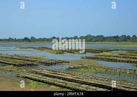 Vista sui letti di ostriche a le Poul da Pointe du Logeo, le Logeo, Sarzeau, Morbihan, Bretagna, Francia Foto Stock