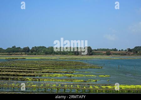 Vista sui letti di ostriche a le Poul da Pointe du Logeo, le Logeo, Sarzeau, Morbihan, Bretagna, Francia Foto Stock