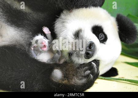 (140828) -- GUANGZHOU, 28 agosto 2014 -- il panda gigante Ju Xiao è visto con uno dei suoi cuccioli di tripletta appena nati a Guangzhou, capitale della provincia del Guangdong della Cina meridionale, 21 agosto 2014, il 24 ° giorno dopo la nascita delle triplette. Una rara serie di triplette di panda giganti nate a Guangzhou tra le 0:55 e le 4:50 del mattino del 29 luglio ha compiuto un mese di età il giovedì, diventando così le prime triplette di panda al mondo a sopravvivere. La loro mamma, Ju Xiao, è un panda gigante femminile proveniente da Wolong, un importante habitat di panda gigante nella provincia del Sichuan nella Cina sud-occidentale. Fin dalla nascita, i cuccioli tripletta, due maschi e una femmina, Foto Stock