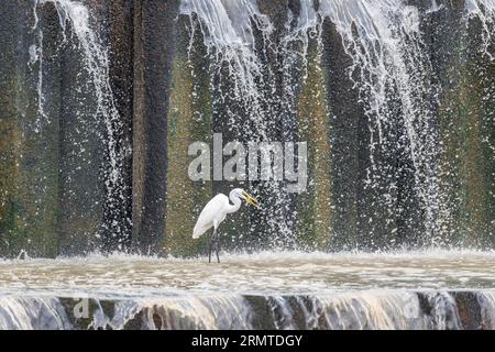 Un grande Egret si tuffa nelle acque poco profonde della diga di Warrego Weir, trasportando prede nel suo conto dopo aver appena catturato questo piccolo e grazioso portico. Foto Stock