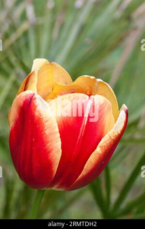 Tulip arancione giallo rosso Foto Stock