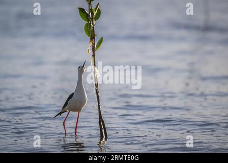 Un'unica Stilt dalle ali nere con vista acuta insegue attivamente gli insetti di mangrovie intorno a una pianta di mangrovie circondata pericolosamente da lenze da pesca. Foto Stock