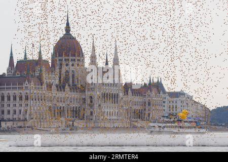 (140901) -- BUDAPEST, -- migliaia di anatre di gomma vengono gettate nel Danubio dal ponte di Margit vicino al Parlamento durante una corsa di anatre di gomma a Budapest, in Ungheria, il 31 agosto 2014. Quasi 52.000 anatre di gomma sono state gettate nel Danubio. ) UNGHERIA-BUDAPEST-RUBBER DUCK RACE AttilaxVolgyi PUBLICATIONxNOTxINxCHN Budapest migliaia di anatre di gomma sono nel Danubio dal Ponte di Margit vicino al Parlamento durante una gara di anatra di gomma in beneficenza a Budapest Ungheria IL 31 2014 agosto 52 000 parrocchiani di gomma sono stati lanciati nel Danubio Ungheria Budapest Rubber Duck Race ATTILAxV Foto Stock