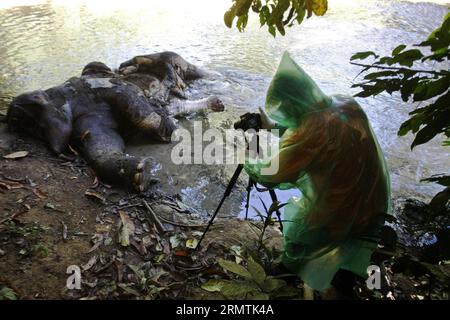 (140908) -- ACEH, 8 settembre 2014 -- un attivista ambientale ispeziona un elefante morto di Sumatra presumibilmente ucciso da bracconieri per le sue zanne nel villaggio di Krueng Sabee ad Aceh, Indonesia, 7 settembre 2014. L'elefante è stato trovato morto domenica, con le zanne rimosse. Gli elefanti in via di estinzione dell'Indonesia sull'isola di Sumatra sono minacciati dalla perdita dell'habitat e dal bracconaggio. (lmz) INDONESIA-ACEH-DEAD ELEPHANT Junaidi PUBLICATIONxNOTxINxCHN Aceh 8 settembre 2014 per l'attivista ambientale ispezionare un elefante morto di Sumatra presumibilmente UCCISO da Poachers per le sue Tusks AT Village in Aceh Indonesia 7 settembre 2014 The Elephant wha Foto Stock