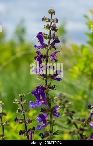 La salvia pratensis, il clario di prato o salvia di prato, è una specie di pianta fiorita della famiglia delle Lamiaceae, originaria dell'Europa, dell'Asia occidentale e del nord Foto Stock