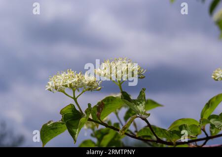 Cornus sanguinea - pianta di dogwood rossa in fiore e foglia intera. Cornus drummondii, con piccoli fiori bianchi. Arbusto fiorito di Cornus controversa in spr Foto Stock