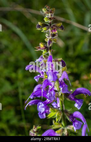 Salvia pratensis fiori di salvia in fiore, fiore blu violetto viola mmeadow piante di clario, foglie di erba verde. Foto Stock