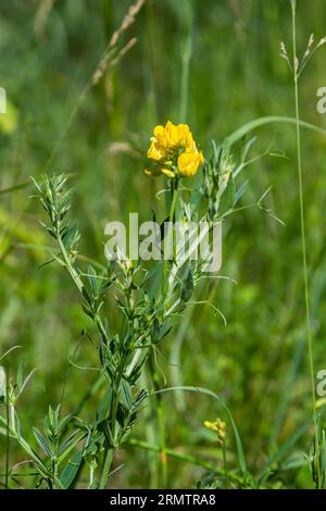 Un fiore di Lathyrus pratensis del prato che cresce sul prato estivo. Foto Stock