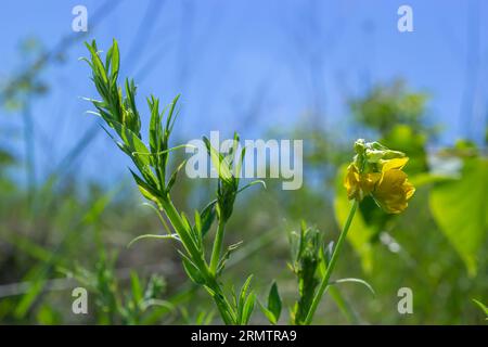 Un fiore di Lathyrus pratensis del prato che cresce sul prato estivo. Foto Stock