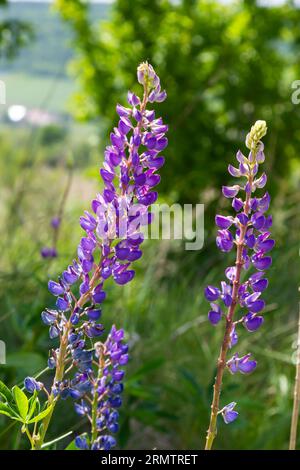 I fiori viola fiorenti del lupino sono piante foraggere di Lupinus polyphyllus, che crescono nel campo o ai margini della foresta. Fiori viola Foto Stock