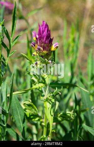 L'arvense di Melampyrum, comunemente noto come grano di vacca da campo, è una pianta erbacea fiorita del genere Melampyrum della famiglia delle Orobanchaceae. Foto Stock