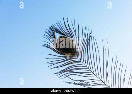 Peacock Feather Eye against Blue Sky Background. Stock Photo