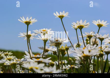 Fiori di margherite selvatici che crescono su prato, camomiles bianco. Margherita di Oxeye, vulgare di leucanthemum, margherite, occhio di bue, margherite comune, Dog margherita, giardinaggio concep Foto Stock