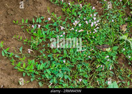 Pianta erbacea perenne con bindweed o Convolvulus arvensis erbacea erbacea con fiori bianchi aperti e chiusi Foto Stock