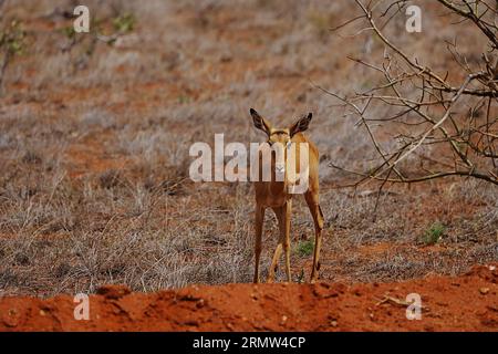 Portrait of impala ewe on african savanna at Tsavo East National Park in Taita-Taveta county, Kenya in 2023 warm sunny winter day on July. Stock Photo