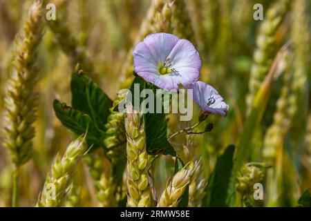 Pianta erbacea perenne con bindweed o Convolvulus arvensis erbacea erbacea con fiori bianchi aperti e chiusi Foto Stock