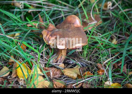 Fungo luride bolete (Suillellus luridus (precedentemente Boletus luridus)) tra le erbe Foto Stock