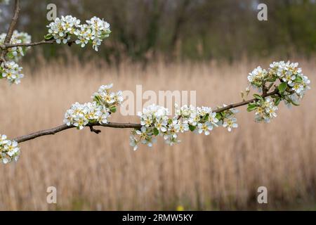 Ramoscello di pera in fiore (Pyrus communis) Foto Stock