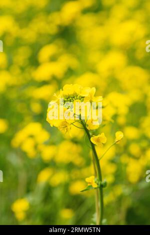 Colza da fiore (Brassica napus subsp. napus) Foto Stock