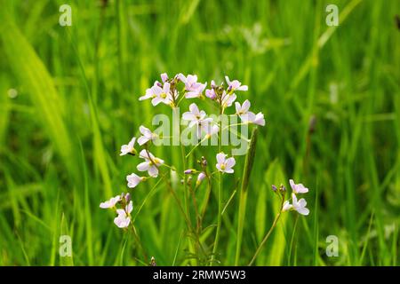 Fiori di cuculo (Cardamine pratensis) in un prato Foto Stock