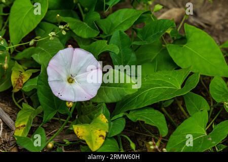 Pianta erbacea perenne con bindweed o Convolvulus arvensis erbacea erbacea con fiori bianchi aperti e chiusi Foto Stock