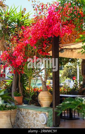 Kos, Grecia - 8 maggio 2023: Fiori estivi sulla strada nel resort di Mastichari sull'isola di Kos Foto Stock