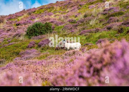 Lancaster, Lancashire, Regno Unito 30 agosto 2023 Un ewe di Swaledale in the heather on Harrisend Fell, vicino Lancaster, Lancashire. Credit John Eveson/Alamy Live News. Foto Stock