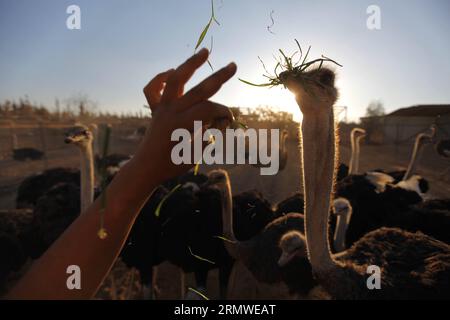 (141025) -- BETLEMME, 25 ottobre 2014 -- Un agricoltore palestinese nutre struzzi presso la fattoria Abu Teir vicino alla città di Betlemme in Cisgiordania il 25 ottobre 2014. La fattoria di Abu Teir è la prima fattoria nei territori palestinesi per l'allevamento di struzzi e ne possiede circa 200. Lo struzzo viene allevato per la sua carne e le sue uova che saranno vendute nei mercati locali. ) MIDEAST-BETHLEHEM-OSTRICHES LuayxSababa PUBLICATIONxNOTxINxCHN Betlemme ottobre 25 2014 un contadino PALESTINESE nutre struzzi PRESSO LA fattoria Abu Teir vicino alla città di Betlemme IN CISGIORDANIA NELL'ottobre 25 2014 Abu Teir Farm È la prima fattoria nei territori PALESTINESI Foto Stock