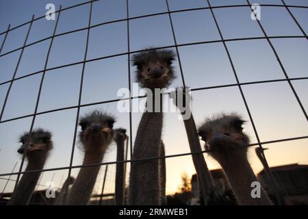 (141025) -- BETLEMME, 25 ottobre 2014 -- gli struzzi si trovano presso Abu Teir Farm, vicino alla città di Betlemme sulla sponda occidentale il 25 ottobre 2014. La fattoria di Abu Teir è la prima fattoria nei territori palestinesi per l'allevamento di struzzi e ne possiede circa 200. Lo struzzo viene allevato per la sua carne e le sue uova che saranno vendute nei mercati locali. ) MIDEAST-BETHLEHEM-OSTRICHES LuayxSababa PUBLICATIONxNOTxINxCHN Betlemme OCT 25 2014 gli struzzi sono laghi PRESSO LA fattoria Abu Teir vicino alla città della CISGIORDANIA di Betlemme IL 25 2014 ottobre la fattoria Abu Teir È la prima fattoria nei territori PALESTINESI per l'allevamento di struzzi e possiede Aro Foto Stock