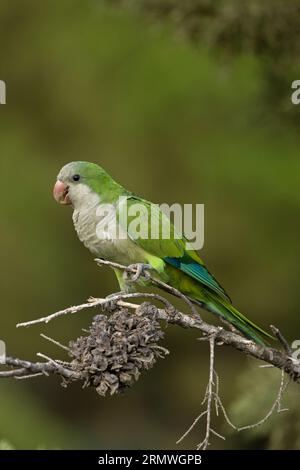 Monk Parakeet (Myiopsitta monachus) es Spain agosto 2023 Foto Stock