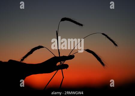 Il profilo di una palma aperta, 4 picchi sono fissati al suo interno contro il cielo del tramonto Foto Stock