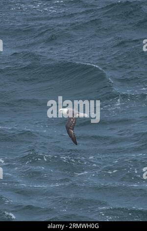 Fulmar (Fulmarus glacialis) Cornovaglia agosto 2023 Foto Stock