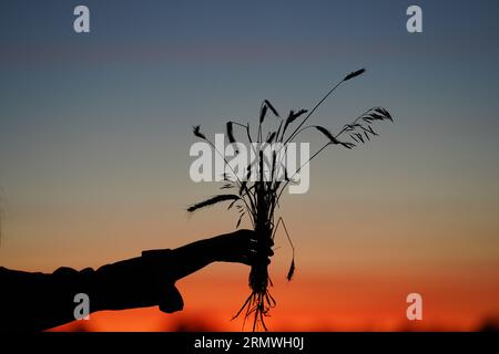 La mano di una donna tiene un mazzo di fiori di prato rialzati nel cielo serale Foto Stock