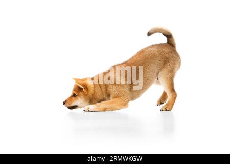 Vista laterale di un cane piccolo, un bellissimo cucciolo giocoso di Shiba Inu che posa isolato su sfondo bianco. Animale domestico sembra sano, ben curato e felice. Foto Stock