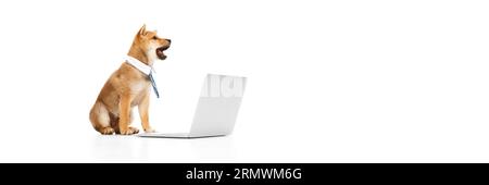 Banner. Bellissimo cane di razza pura, Shiba inu PET con cravatta formale, seduto con un computer portatile su sfondo bianco dello studio. Vita d'ufficio Foto Stock
