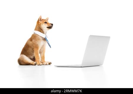 Bellissimo cane di razza pura, Shiba inu PET con cravatta formale, seduto con un computer portatile su sfondo bianco dello studio. Vita d'ufficio Foto Stock