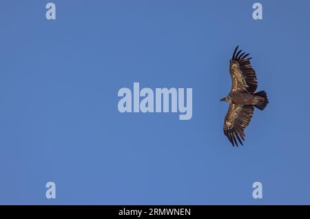 Avvoltoio Griffon nel canyon del fiume Verdon (Gola del Verdon) in Provenza, Francia Foto Stock