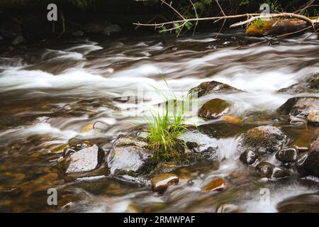 Pianta solitaria che cresce in mezzo al fiume allo Scotts Mills Park in Oregon Foto Stock