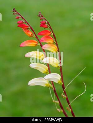 Vitigno spagnolo firecracker (Ipomoea lobata), vite d'amore, o vite di fuoco, Ipomoea lobata, (ex Mina lobata) Foto Stock